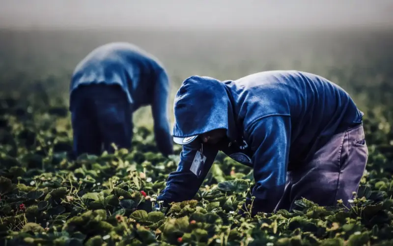 Vittoria, stretta contro il caporalato: denunciati tre titolari di aziende agricole