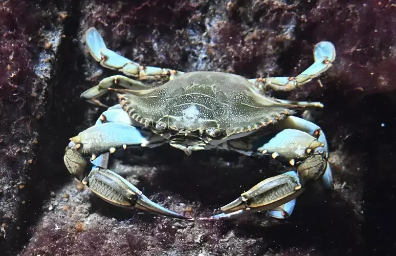 Manovra, anche micro-norme tra le proposte: da granchio blu a vino