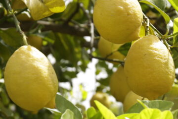 Limone di Siracusa IGP ad Artigiano in Fiera 2025