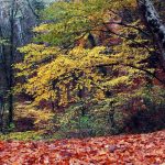 Mistero – Tre cadaveri crivellati di colpi in un bosco del Messinese