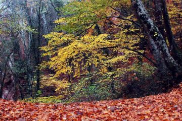 Mistero – Tre cadaveri crivellati di colpi in un bosco del Messinese