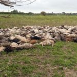 Decine di carcasse di pecore giacciono vicino alla Fonte Ciane