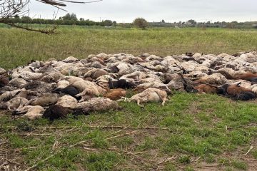 Decine di carcasse di pecore giacciono vicino alla Fonte Ciane