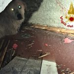 Catania: cane salvato dai vigili del fuoco caduto in una cisterna