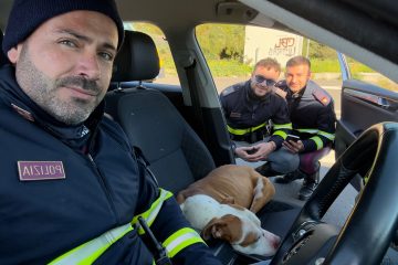 Pitbull salvato dalla Polstrada