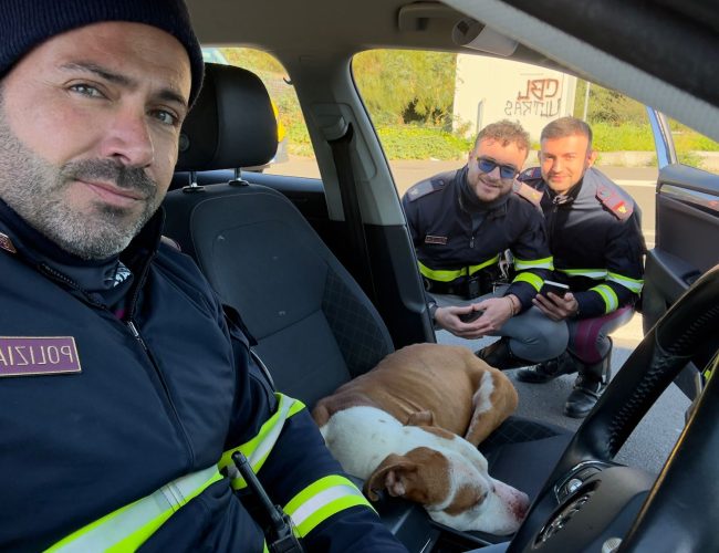 Pitbull salvato dalla Polstrada