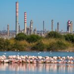 Saline di Priolo, boom di fenicotteri: 382 coppie nidificanti nel 2026