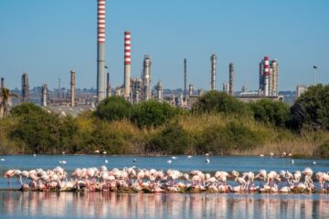 Saline di Priolo, boom di fenicotteri: 382 coppie nidificanti nel 2026
