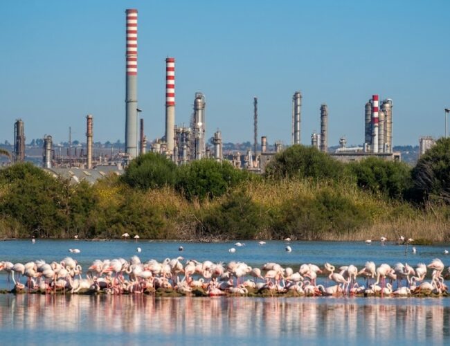 Saline di Priolo, boom di fenicotteri: 382 coppie nidificanti nel 2026