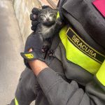 Salvato dai Vigili del Fuoco, ora cerca una famiglia: appello per il gattino di Priolo