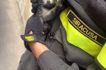 Salvato dai Vigili del Fuoco, ora cerca una famiglia: appello per il gattino di Priolo