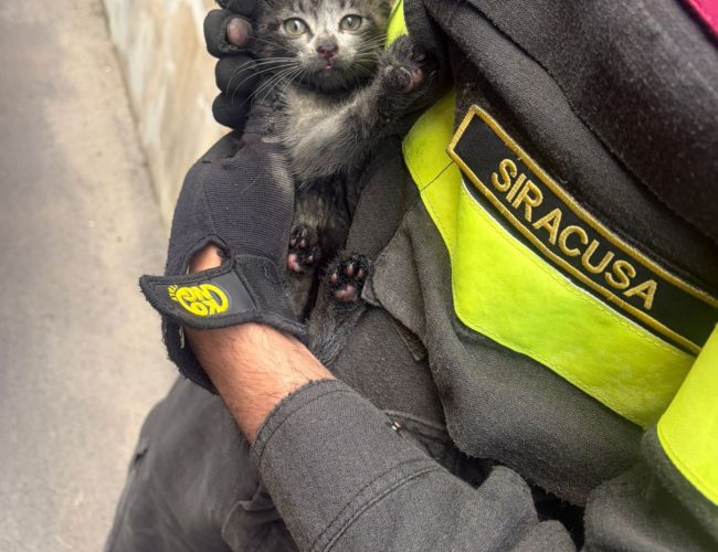 Salvato dai Vigili del Fuoco, ora cerca una famiglia: appello per il gattino di Priolo