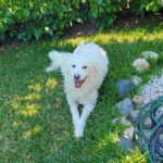 Priolo da oggi accoglie Nebbia, il primo “cane di condominio”.