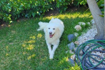 Priolo da oggi accoglie Nebbia, il primo “cane di condominio”.