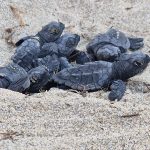Tartarughe marine, corso di formazione alle Saline di Priolo