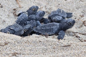 Tartarughe marine, corso di formazione alle Saline di Priolo