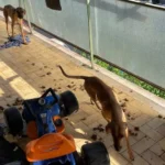 Cani al sole senza acqua: salvati dai Carabinieri