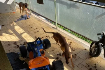 Cani al sole senza acqua: salvati dai Carabinieri