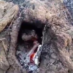 Un falò la causa del rogo al canneto dell’Arenella