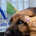 “Priolo Gargallo, encomio nazionale per tutela animali: Comune esempio per l’Italia”