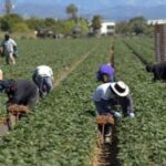 Caporalato, UGL Matera: “Più ispettori e controlli, difendere lavoratori e imprese oneste”