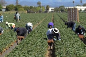 Caporalato, UGL Matera: “Più ispettori e controlli, difendere lavoratori e imprese oneste”