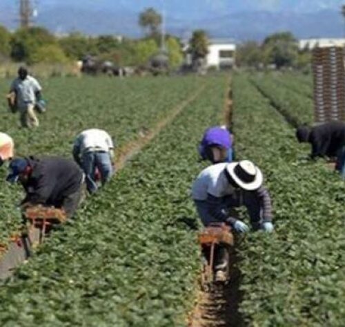 Caporalato, UGL Matera: “Più ispettori e controlli, difendere lavoratori e imprese oneste”