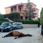 Adrano, cavallo morto rinvenuto in contrada Poggio Chiuse