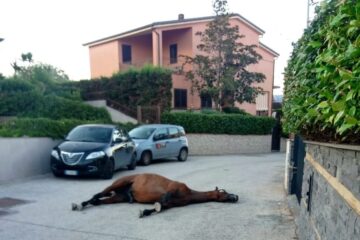 Adrano, cavallo morto rinvenuto in contrada Poggio Chiuse