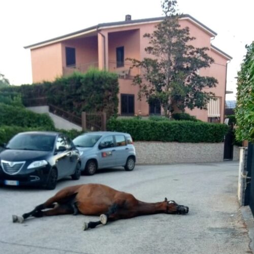 Adrano, cavallo morto rinvenuto in contrada Poggio Chiuse