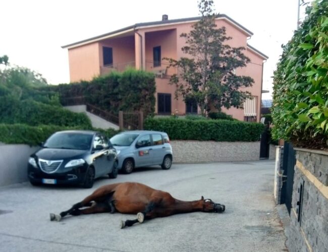 Adrano, cavallo morto rinvenuto in contrada Poggio Chiuse