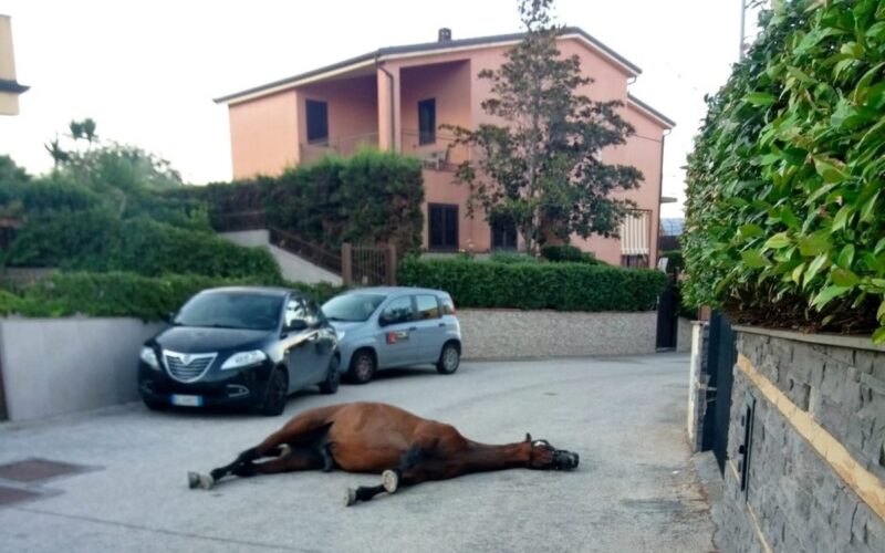 Adrano cavallo morto