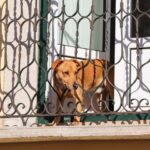 Catania: ordinanza contro animali su balconi e terrazzi in ore calde