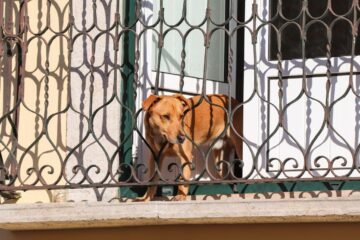 Catania: ordinanza contro animali su balconi e terrazzi in ore calde