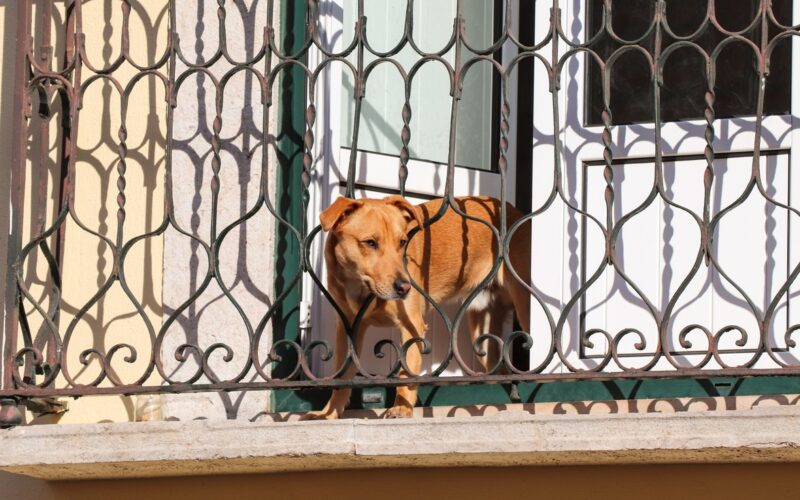 Catania ordinanza animali