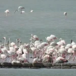Fenicotteri rosa nidificano nella riserva delle Saline di Trapani e Paceco: è la prima volta in 30 anni