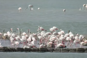 Fenicotteri rosa nidificano nella riserva delle Saline di Trapani e Paceco: è la prima volta in 30 anni
