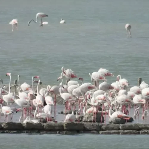 Fenicotteri rosa nidificano nella riserva delle Saline di Trapani e Paceco: è la prima volta in 30 anni