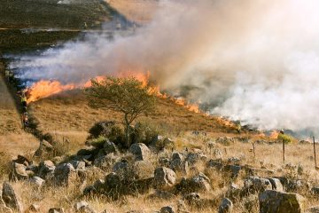 Sicilia incendi, Federparchi: rischio primato regione più bruciata d’Italia