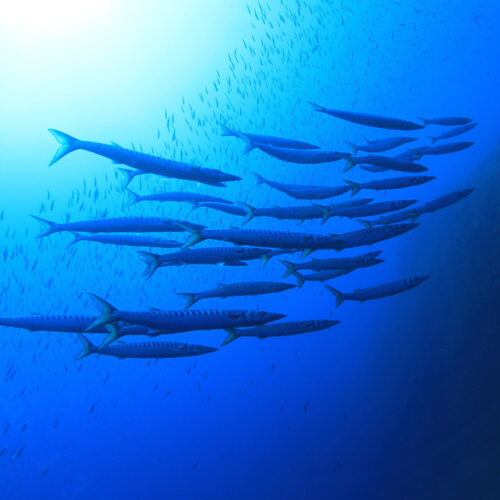 Plemmirio, pesca subacquea vietata: sequestrati tre fucili