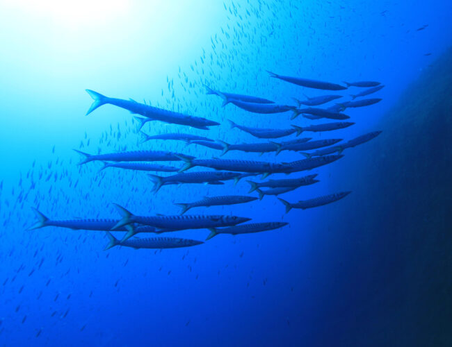 Plemmirio, pesca subacquea vietata: sequestrati tre fucili