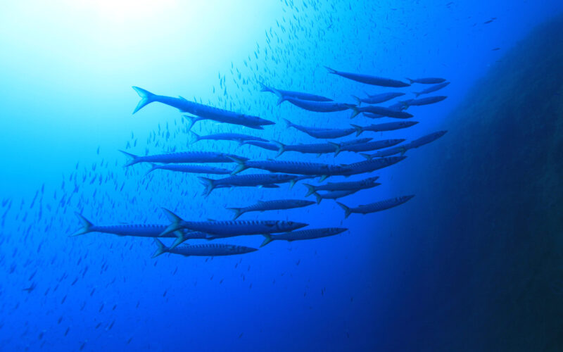 Plemmirio pesca subacquea vietata