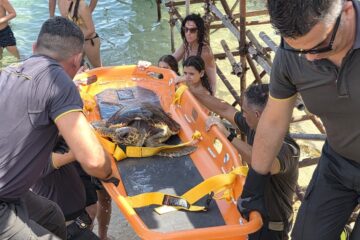 Recuperata una tartaruga ad Arenella-Asparano