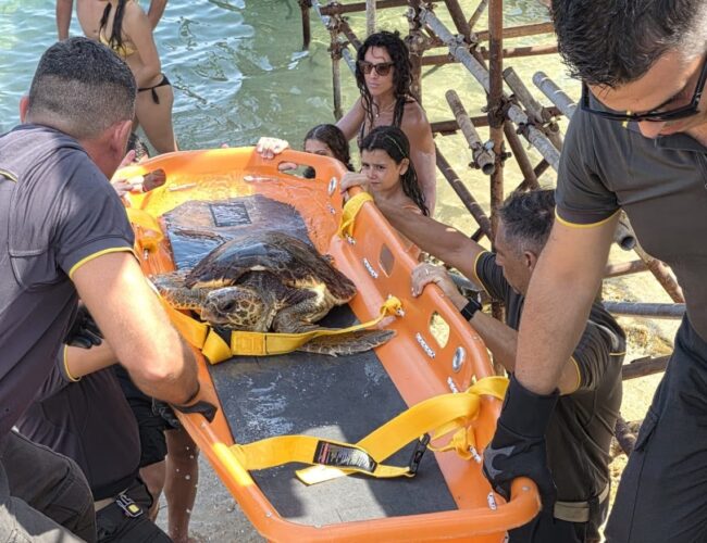 Recuperata una tartaruga ad Arenella-Asparano