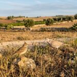 Caccia: il Tar sospende la pre apertura in Sicilia