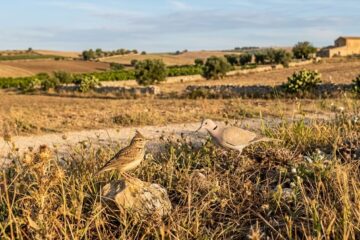 Caccia: il Tar sospende la pre apertura in Sicilia