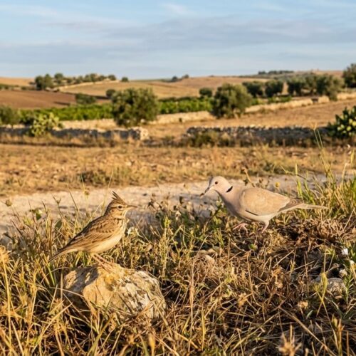 Caccia: il Tar sospende la pre apertura in Sicilia
