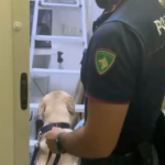 Siracusa, armi da fuoco modificate e vendute: 5 misure cautelari