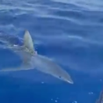 Squalo mako avvistato a Marzamemi