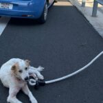 Cane in pericolo sulla corsia d’emergenza, il salvataggio compiuto da due poliziotti